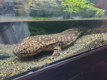 京都水族館に投稿された画像（2025/8/9）