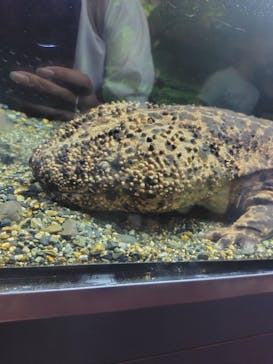 京都水族館に投稿された画像（2025/8/9）