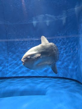 アクアワールド茨城県大洗水族館に投稿された画像（2025/8/9）