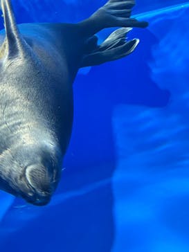 サンシャイン水族館に投稿された画像（2025/8/9）