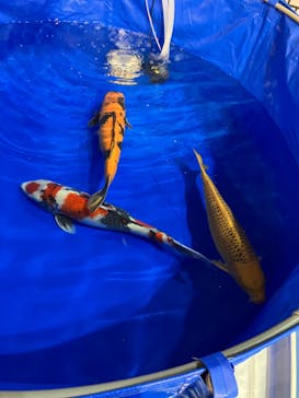 錦鯉・金魚アクアリウム in ときメッセに投稿された画像（2025/8/9）