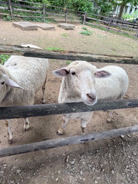 那須高原りんどう湖ファミリー牧場に投稿された画像（2025/8/9）