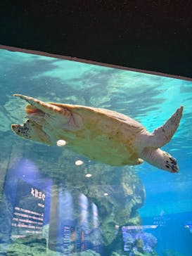 名古屋港水族館に投稿された画像（2025/8/9）