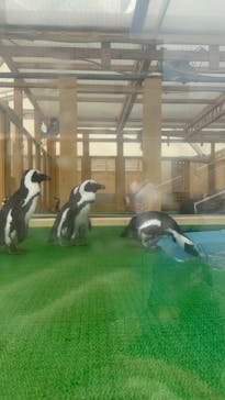 名古屋港水族館に投稿された画像（2025/8/9）
