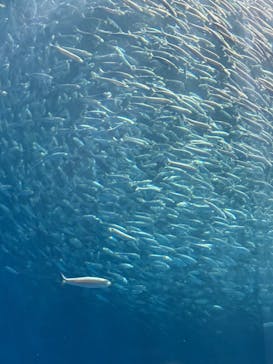 名古屋港水族館に投稿された画像（2025/8/9）