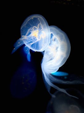 しながわ水族館に投稿された画像（2025/8/9）