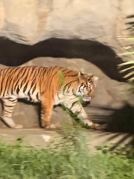 日立市かみね動物園に投稿された画像（2025/8/9）