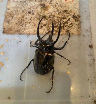 淡路ファームパーク イングランドの丘に投稿された画像（2025/8/9）