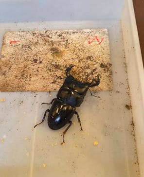 淡路ファームパーク イングランドの丘に投稿された画像（2025/8/9）