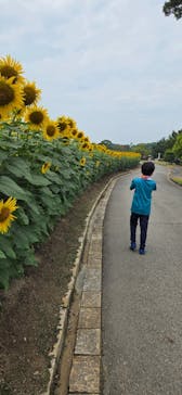 淡路ファームパーク イングランドの丘に投稿された画像（2025/8/9）