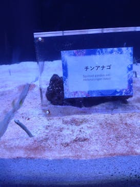 マクセル アクアパーク品川に投稿された画像（2025/8/9）