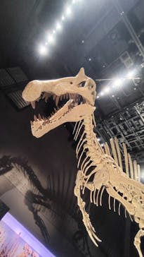 福井県立恐竜博物館に投稿された画像（2025/8/9）