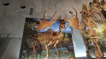 福井県立恐竜博物館に投稿された画像（2025/8/9）