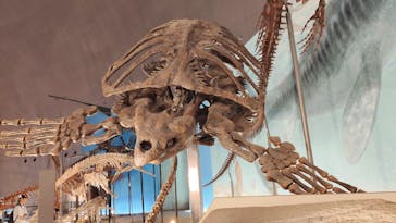 福井県立恐竜博物館に投稿された画像（2025/8/9）