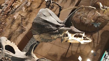 福井県立恐竜博物館に投稿された画像（2025/8/9）