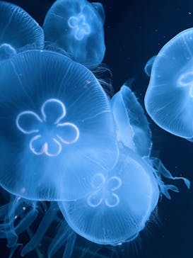 AOAO SAPPOROに投稿された画像（2025/8/9）