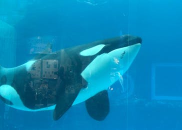 名古屋港水族館に投稿された画像（2025/8/9）