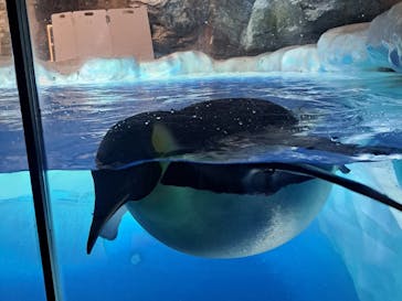 名古屋港水族館に投稿された画像（2025/8/9）