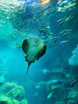 新江ノ島水族館に投稿された画像（2025/8/9）