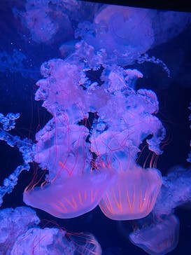 新江ノ島水族館に投稿された画像（2025/8/9）