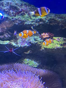 新江ノ島水族館に投稿された画像（2025/8/9）