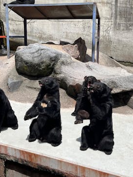 奥飛騨クマ牧場に投稿された画像（2025/8/9）