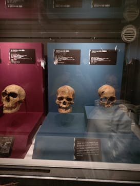 特別展「氷河期展 〜人類が見た4万年前の世界〜」（国立科学博物館）に投稿された画像（2025/8/9）