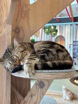 猫カフェモカ　イオンレイクタウン店に投稿された画像（2025/8/9）