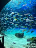 サンシャイン水族館に投稿された画像（2025/8/10）