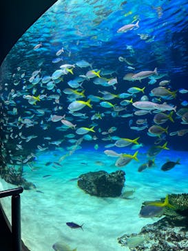 サンシャイン水族館に投稿された画像（2025/8/9）