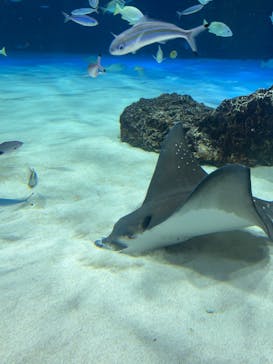サンシャイン水族館に投稿された画像（2025/8/9）