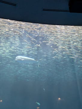 名古屋港水族館に投稿された画像（2025/8/9）