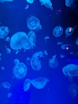 名古屋港水族館に投稿された画像（2025/8/9）