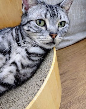 Cat Café MOFF 水戸オーパ店に投稿された画像（2025/8/9）