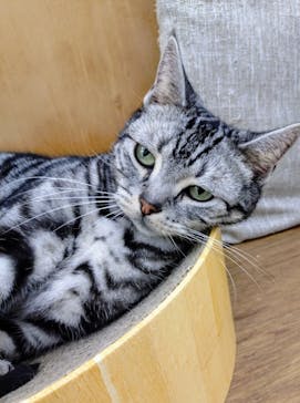 Cat Café MOFF 水戸オーパ店に投稿された画像（2025/8/9）