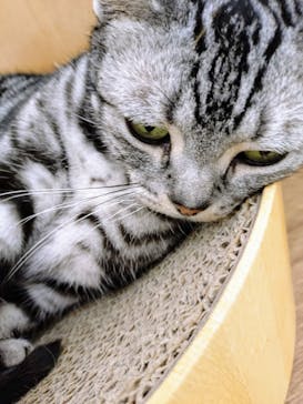 Cat Café MOFF 水戸オーパ店に投稿された画像（2025/8/9）