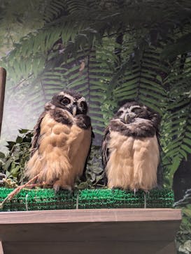 DMMかりゆし水族館に投稿された画像（2025/8/10）