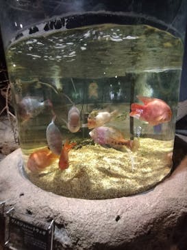 DMMかりゆし水族館に投稿された画像（2025/8/10）