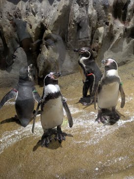DMMかりゆし水族館に投稿された画像（2025/8/10）