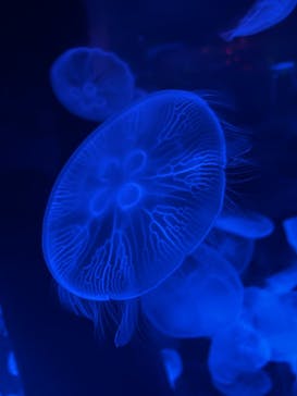 マクセル アクアパーク品川に投稿された画像（2025/8/10）