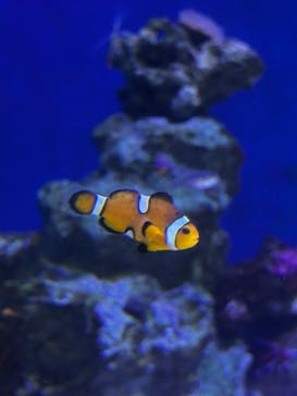 新江ノ島水族館に投稿された画像（2025/8/10）