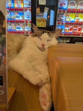 猫カフェモカ　池袋東口店に投稿された画像（2025/8/10）