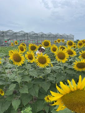 淡路ファームパーク イングランドの丘に投稿された画像（2025/8/10）