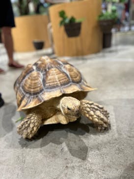 Moff animal cafe イオンモール新利府店に投稿された画像（2025/8/10）