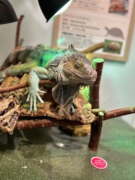 Moff animal cafe イオンモール新利府店に投稿された画像（2025/8/10）