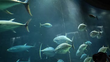 葛西臨海水族園に投稿された画像（2025/8/10）