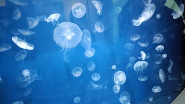 葛西臨海水族園に投稿された画像（2025/8/10）