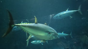 葛西臨海水族園に投稿された画像（2025/8/10）