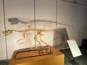 巨大恐竜展2025に投稿された画像（2025/8/10）
