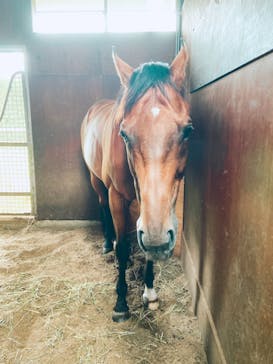 ノーザンホースパークに投稿された画像（2025/8/10）